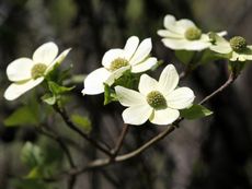 Branch With Small White Flowers