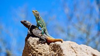 One lizard climbing on top of another in Tucson, AZ