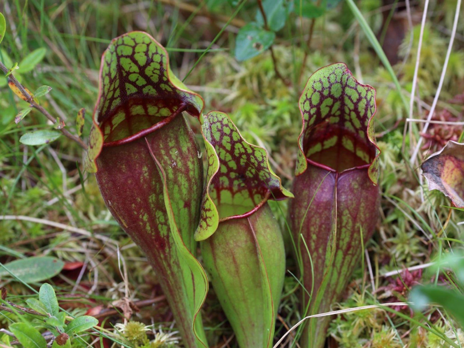 Sphagnum moss black tips? : r/carnivorousplants