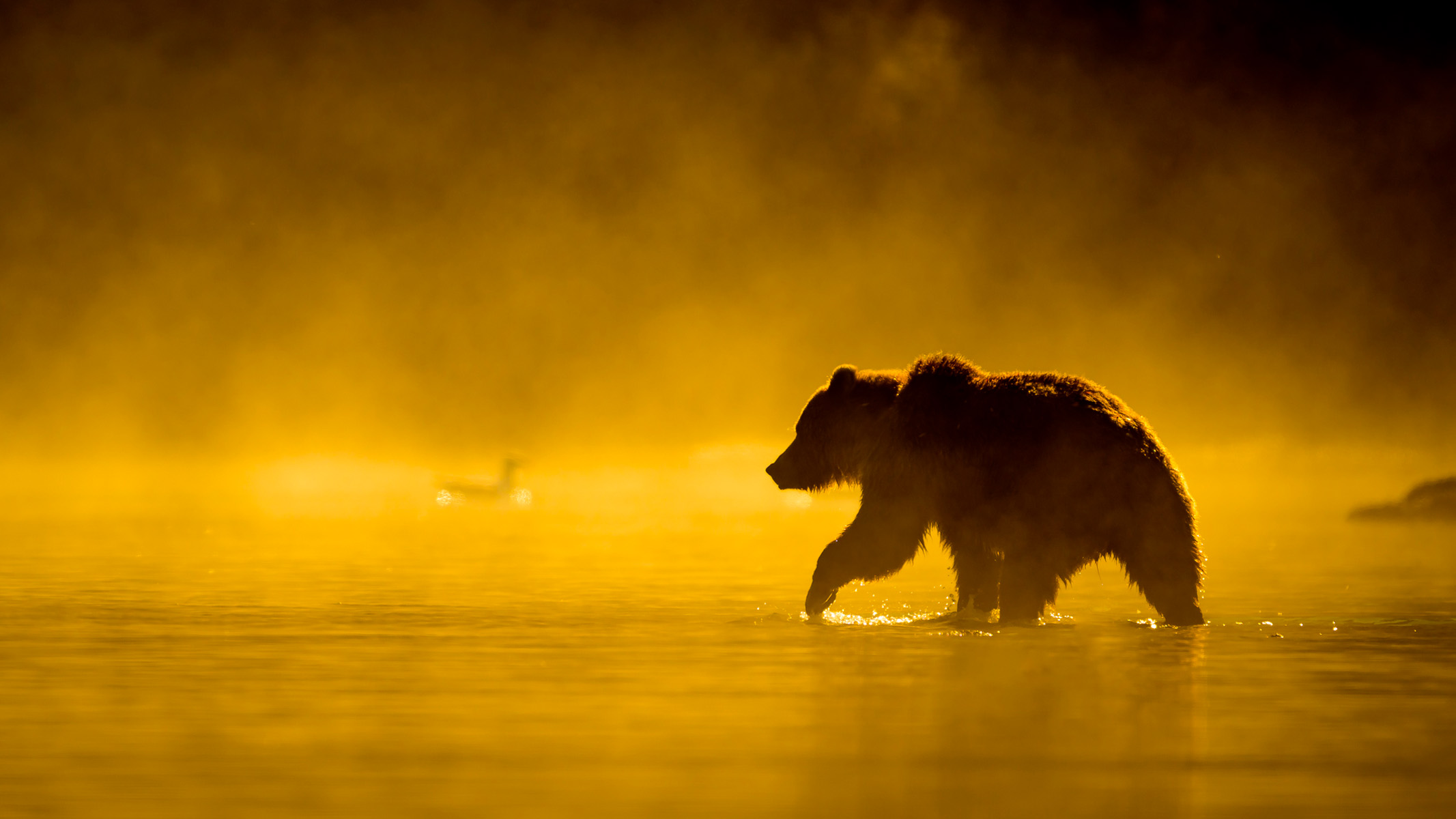 Bear in river during golden hour