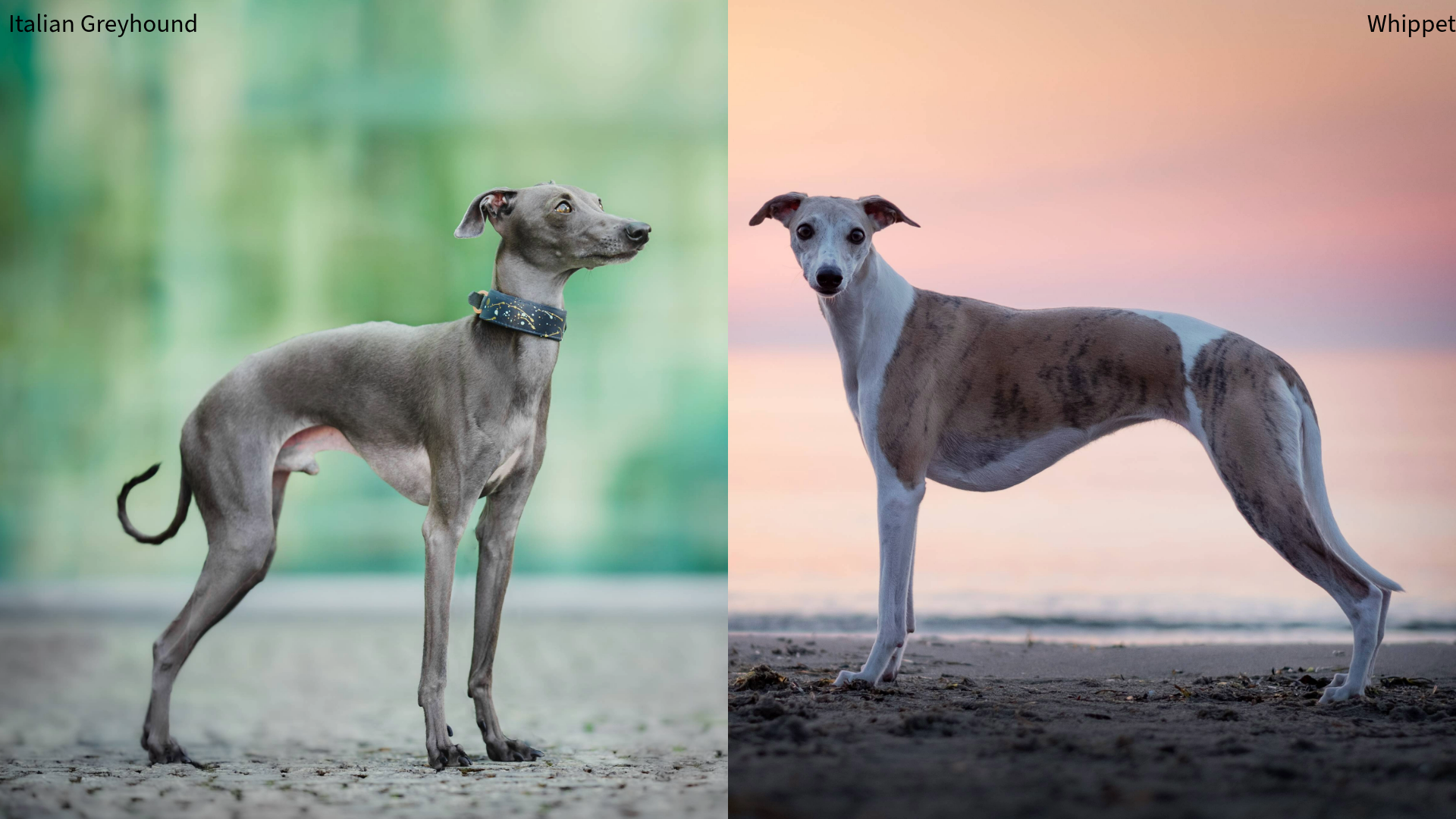 Collage of an Italian Greyhound with a green blurred nature background and a whippet on sand with a sunset background