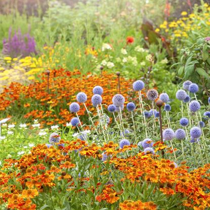 Colorful summer garden border