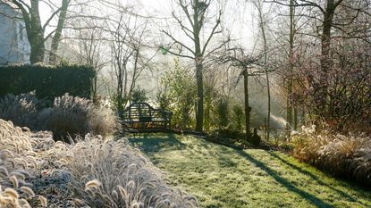 A garden on a frosty winter morning, with grasses glistening with frost and a frosted lawn