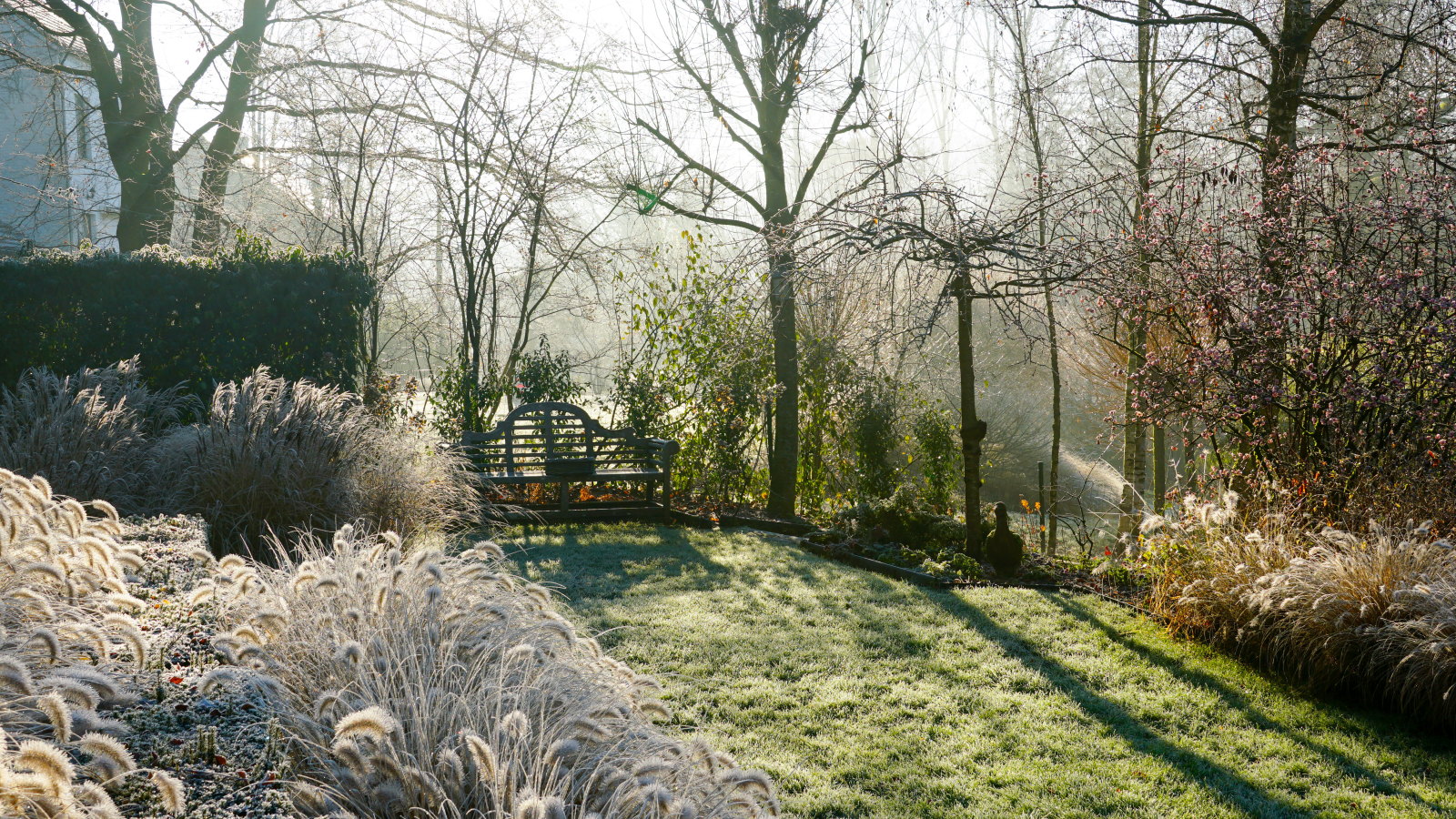 A garden on a frosty winter morning, with grasses glistening with frost and a frosted lawn