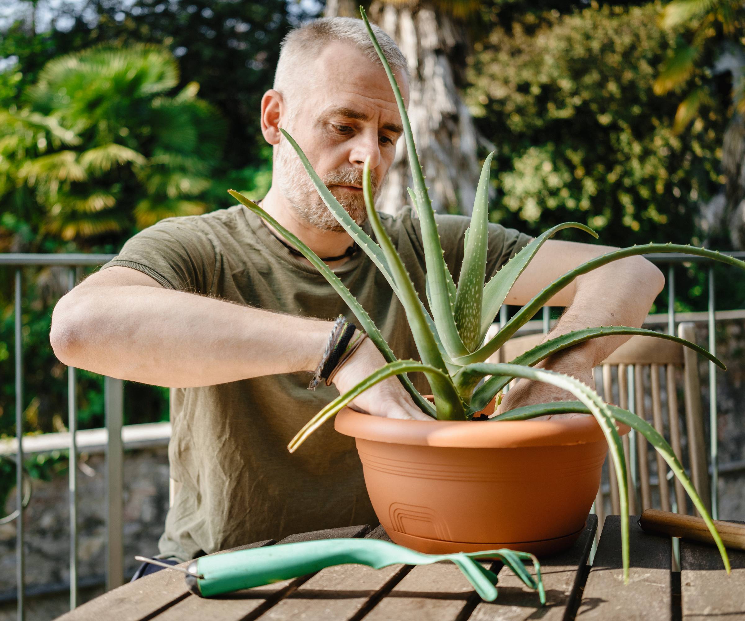 A man on a porch repotting an aloe plant
