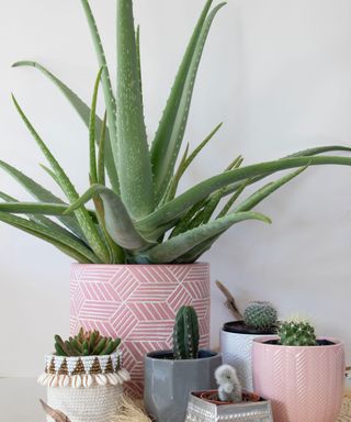 succulents including large aloe vera in various sizes pink or gray pots