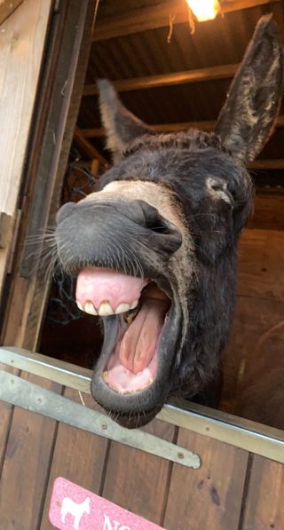 ©Charlotte Kitchen @mywishesweredonkeys / Comedy Pets