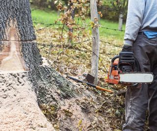 man standing next to a large tree trunk holding a chainsaw ready to cut it down