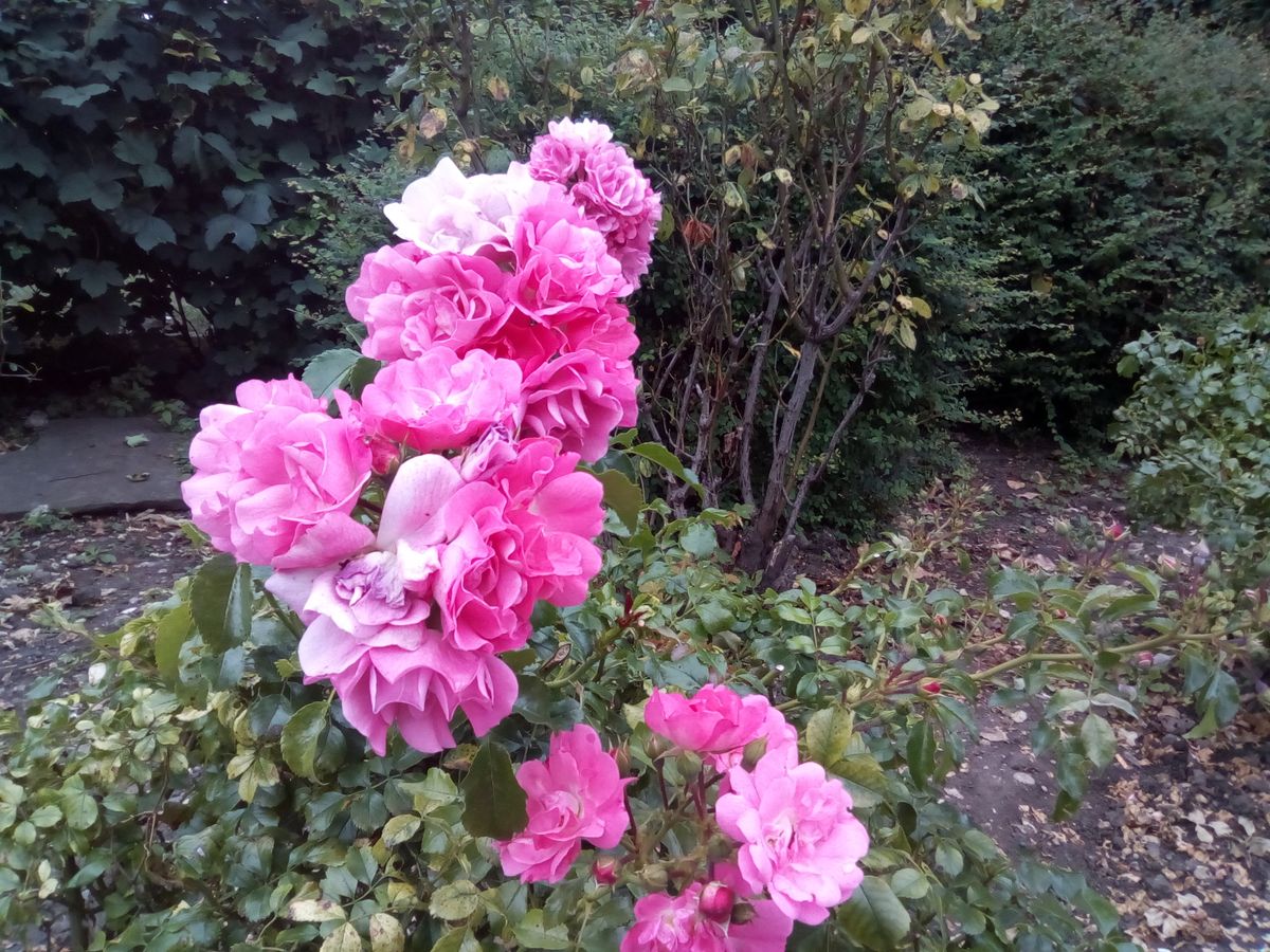 This image looks rather lifeless and shows how the Vodafone tablet can&rsquo;t isolate subjects with any background blur.