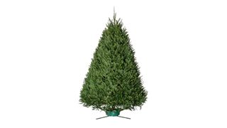 douglas fir