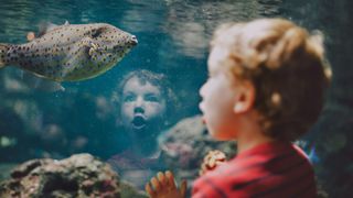 Child looking into tank at one of the aquariums in the US