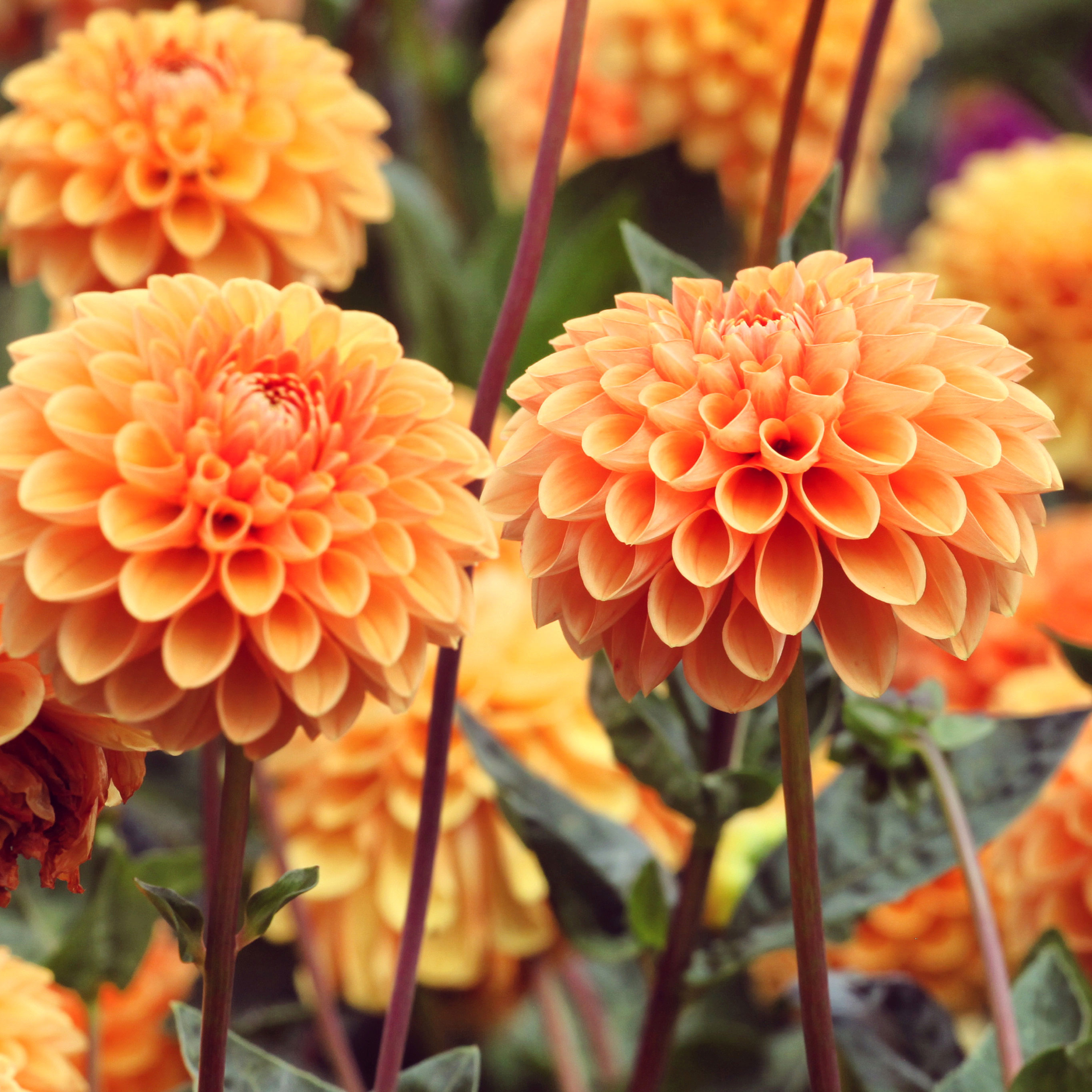 orange ball dahlias in a row in a garden display