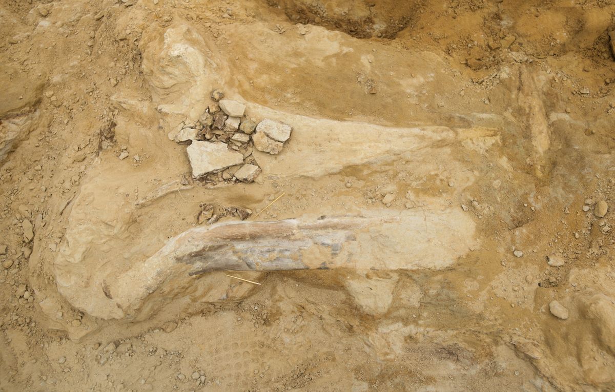 Triceratops bones found by construction crew on Friday, Aug. 25 include both elements from the skull and the rest of the skeleton, a rare occurence.