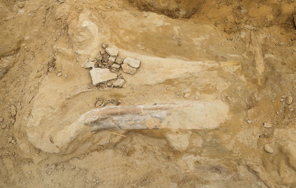 triceratops bones