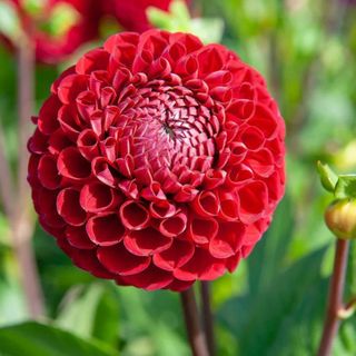 large red dahlia flower in the centre of the image, with the flower in full bloom and greenery in the background