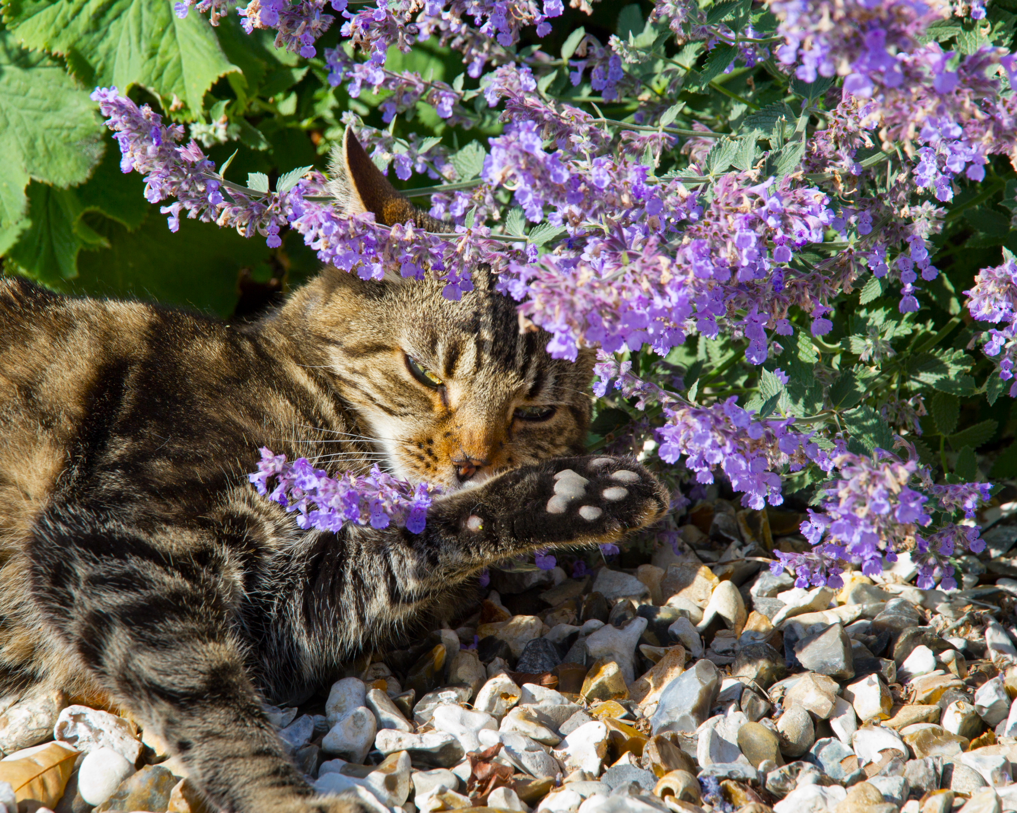 cat enjoying a catmint plant in the garden