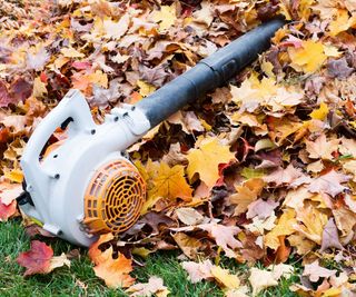 Leaf blower in fall leaves