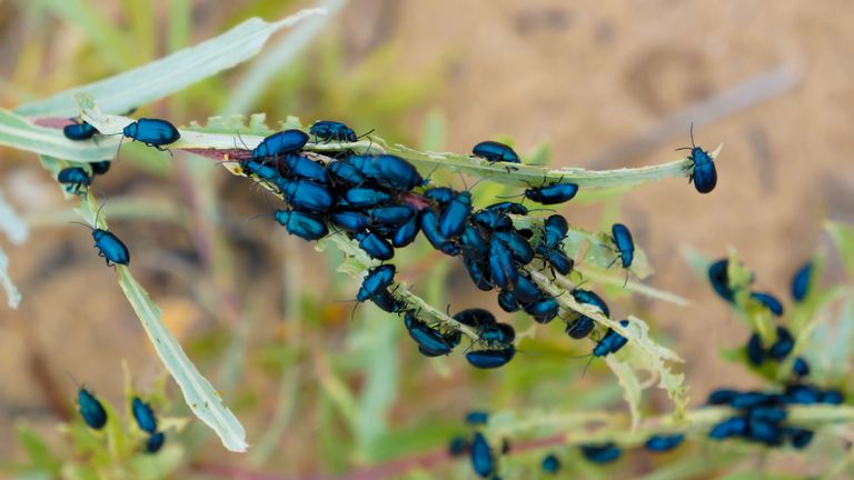 flea beetles on plant