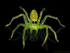 A tiny green jumping spider.