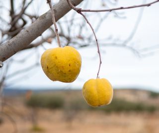 Quince fruit on tree in winter