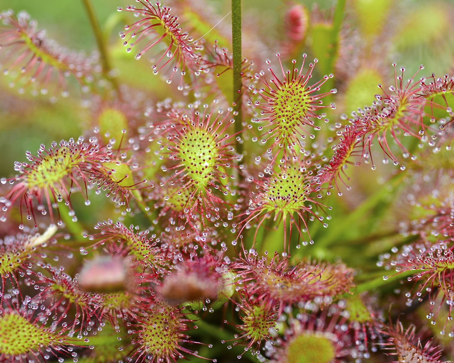 Plants That Repel Fruit Flies - Your Natural & Eco-Friendly Home