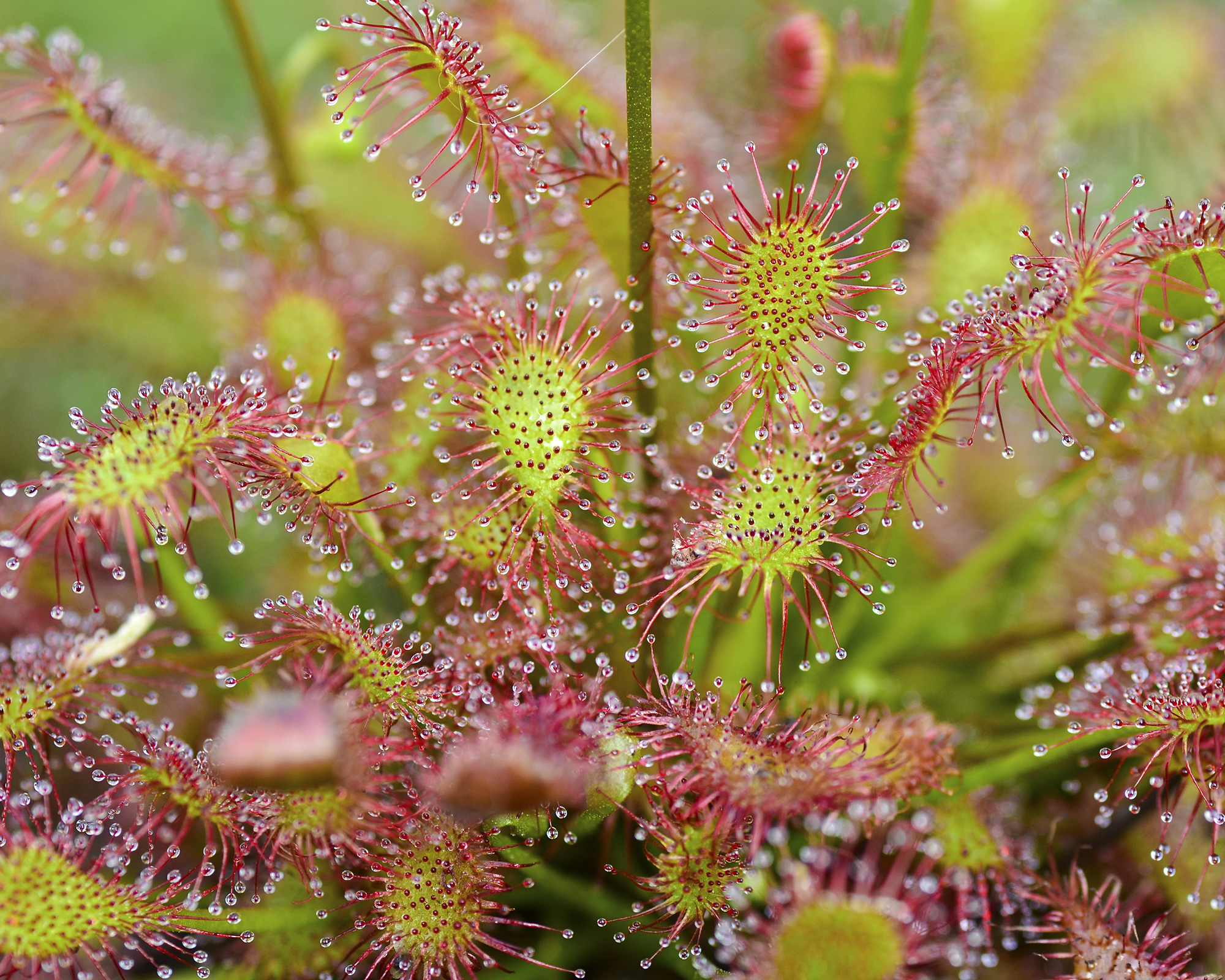 Sundew carnivorous plant