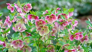 Christmas rose garden plant in pink