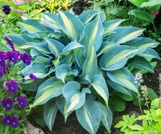 Hosta 'Touch of Class'