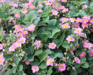 small pink flowers of ground cover plant ‘Pink Panda’ strawberry (Fragaria ‘Pink Panda’)