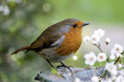diy bird feeder: robin
