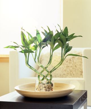 Lucky bamboo, chair