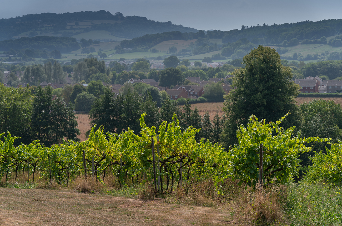 The landscape of Ancre Hill Estates. Credit: Patrick Olner