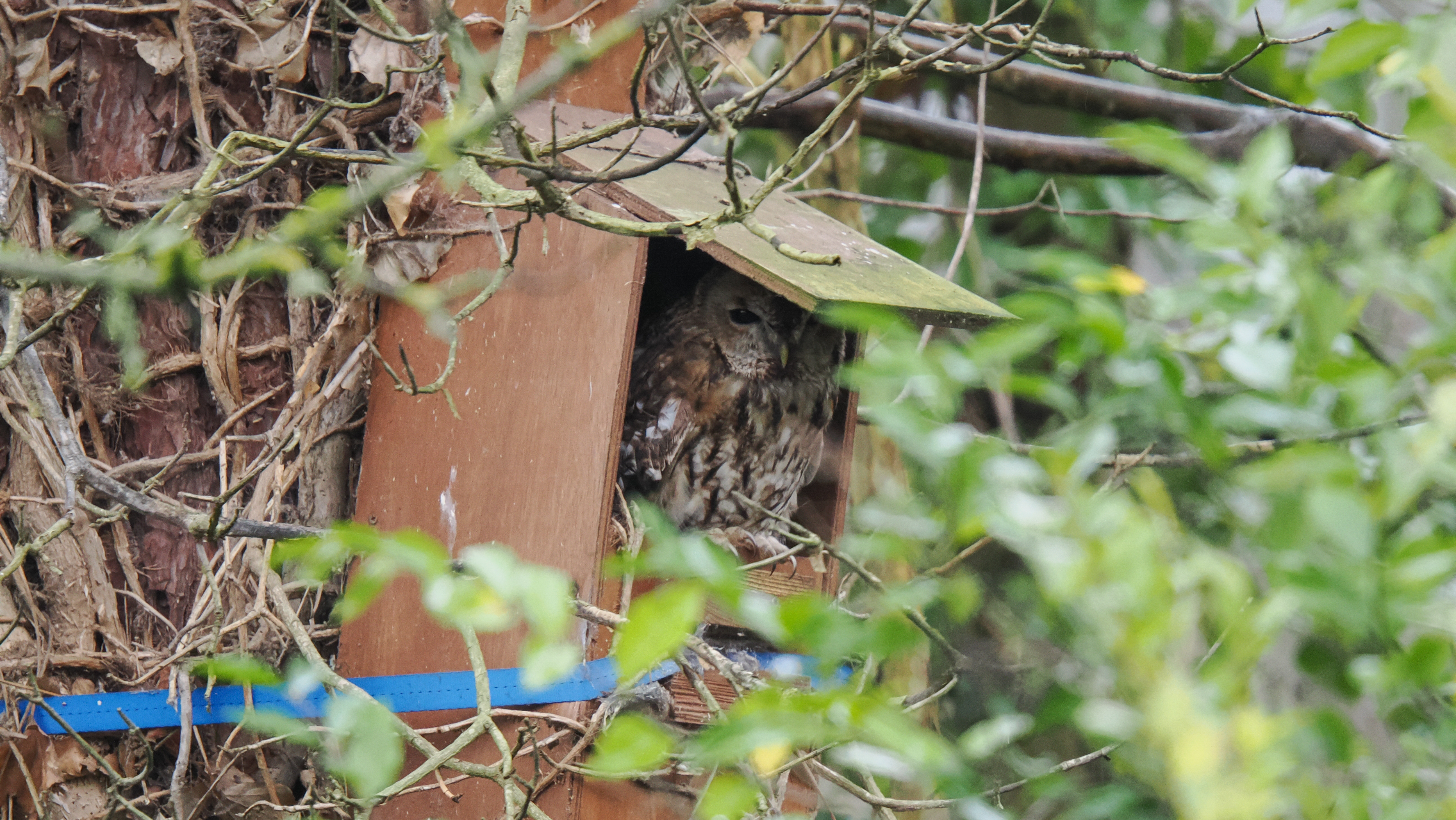 A photo of a tawny owl taken on an OM System OM-1 Mark II Micro Four Thirds mirrorless camera