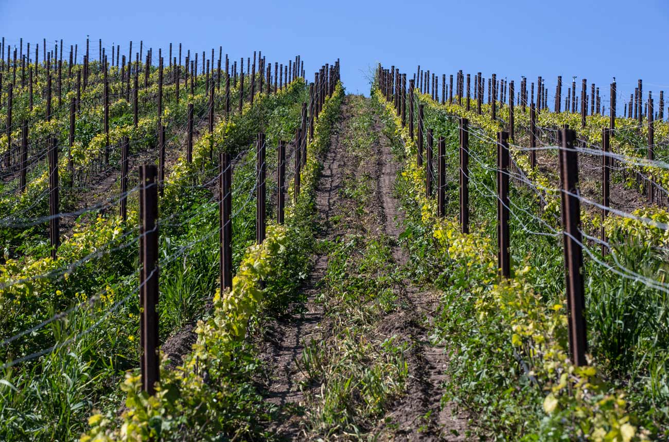 Rows of newly planted Pinot Noir in the Santa Rita Hills.