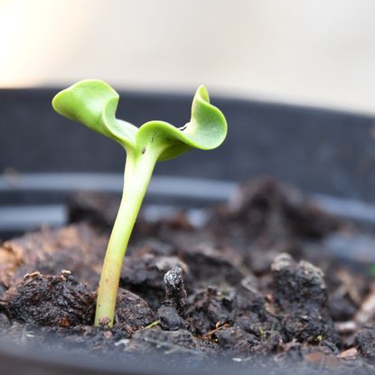 How to propagate sunflowers and grow the blooms for free | Ideal Home