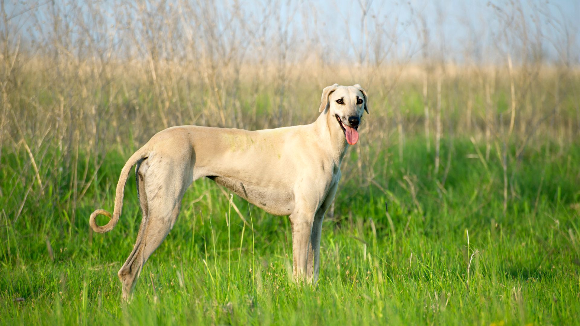 Sloughi standing in the grass