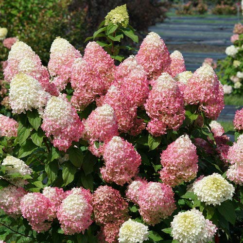 Proven Winners Hydrangea Pan. Quick Fire Fab