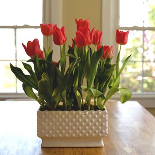 Red tulips in a white textured pot