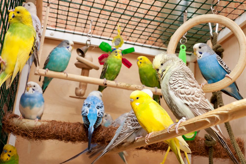 birds, bird, pet bird, bird cage, birdcage