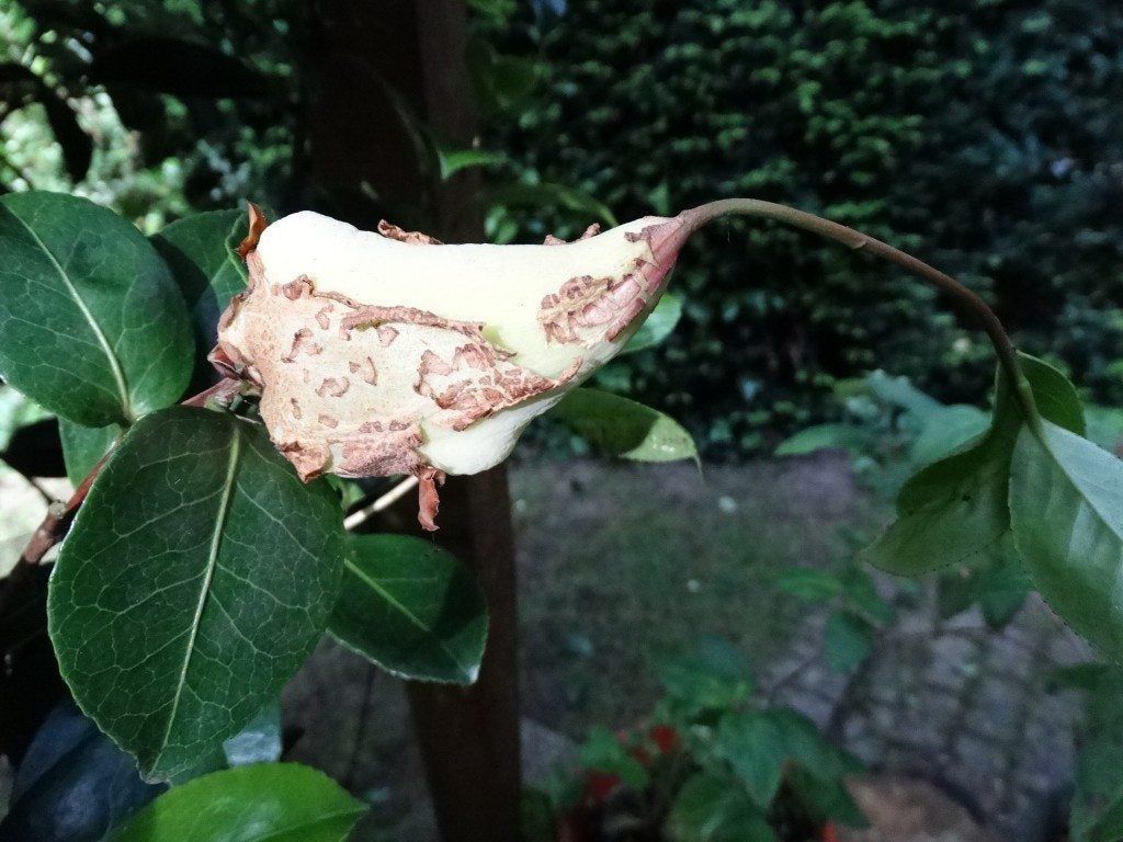 Leaf Gall Disease On Camellias