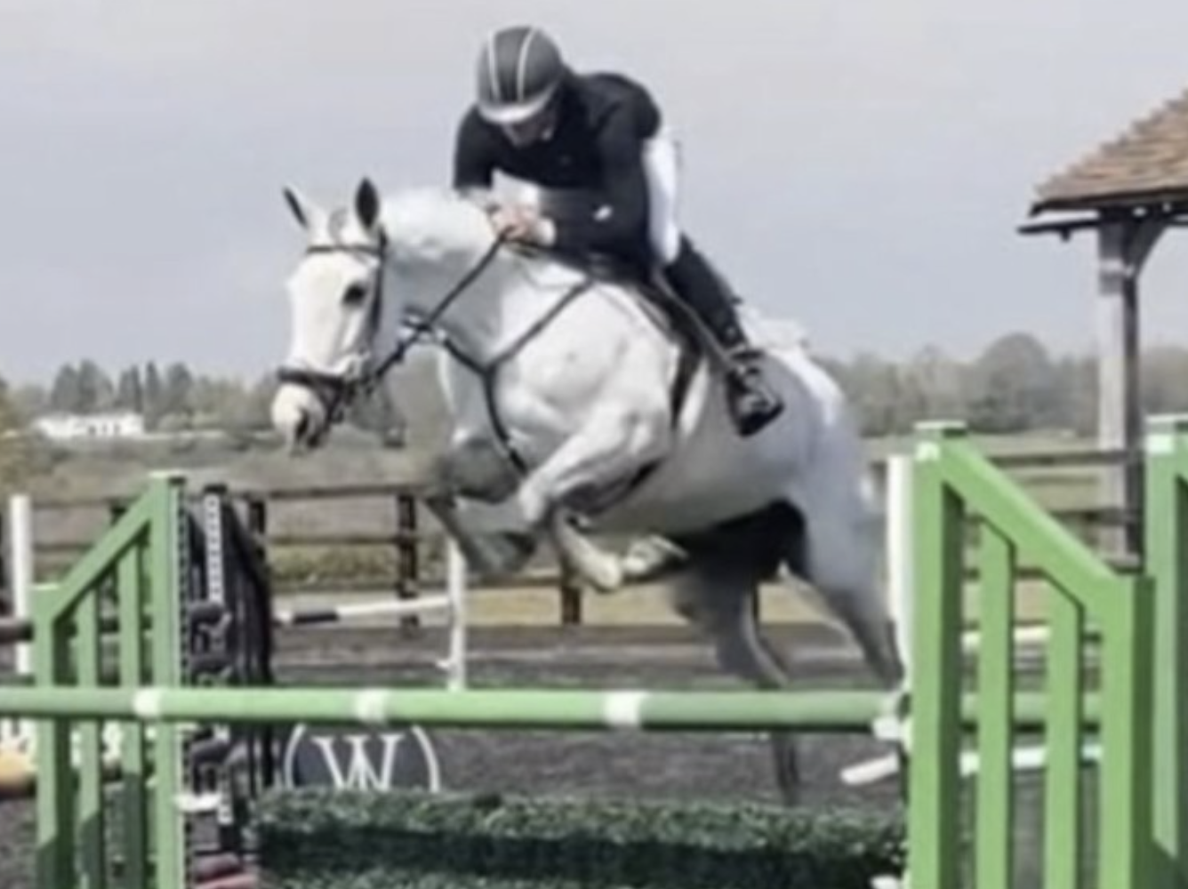 Irish Sports Horses for sale