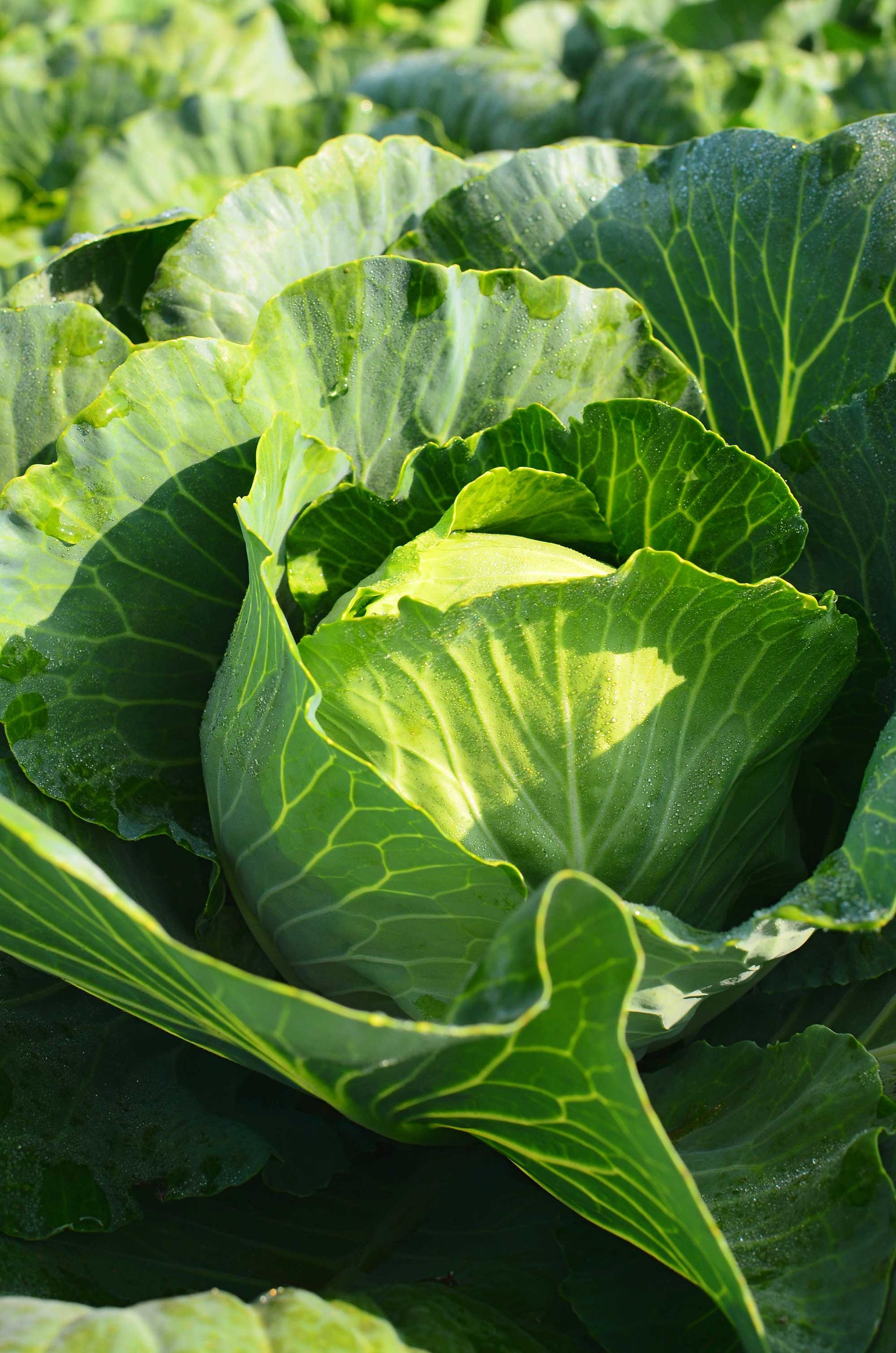 Vegetables to plant in July: 10 crops to sow and grow this month 6 green cabbage