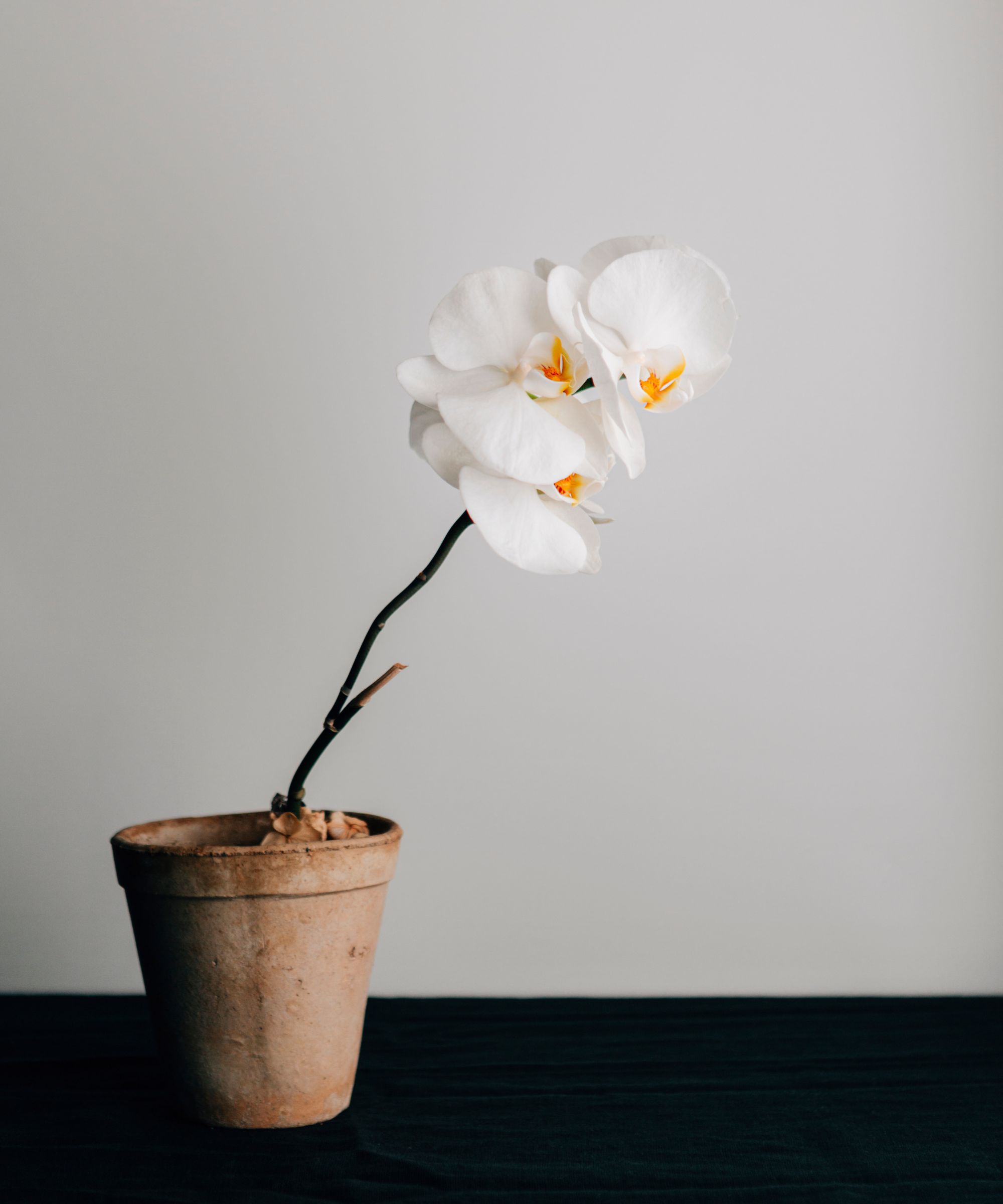 White orchid in stone pot