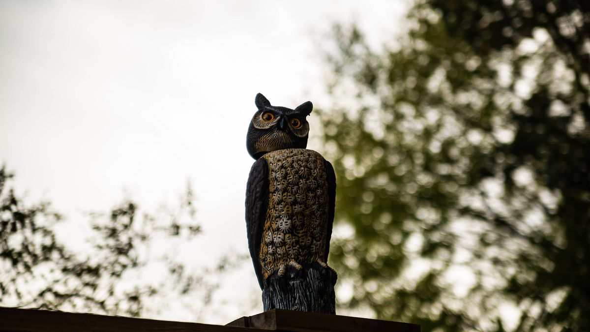 7 ways to get rid of pigeons in your yard Tom's Guide