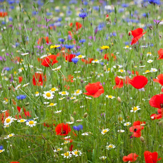 Top tips for creating a wildlife friendly garden | Ideal Home