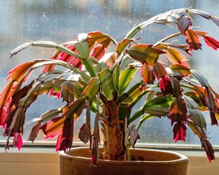 Thanksgiving cactys with red tinged leaves