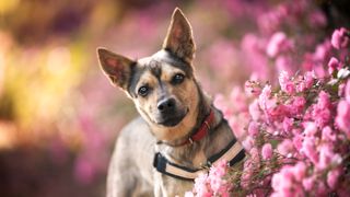 Dog wearing harness