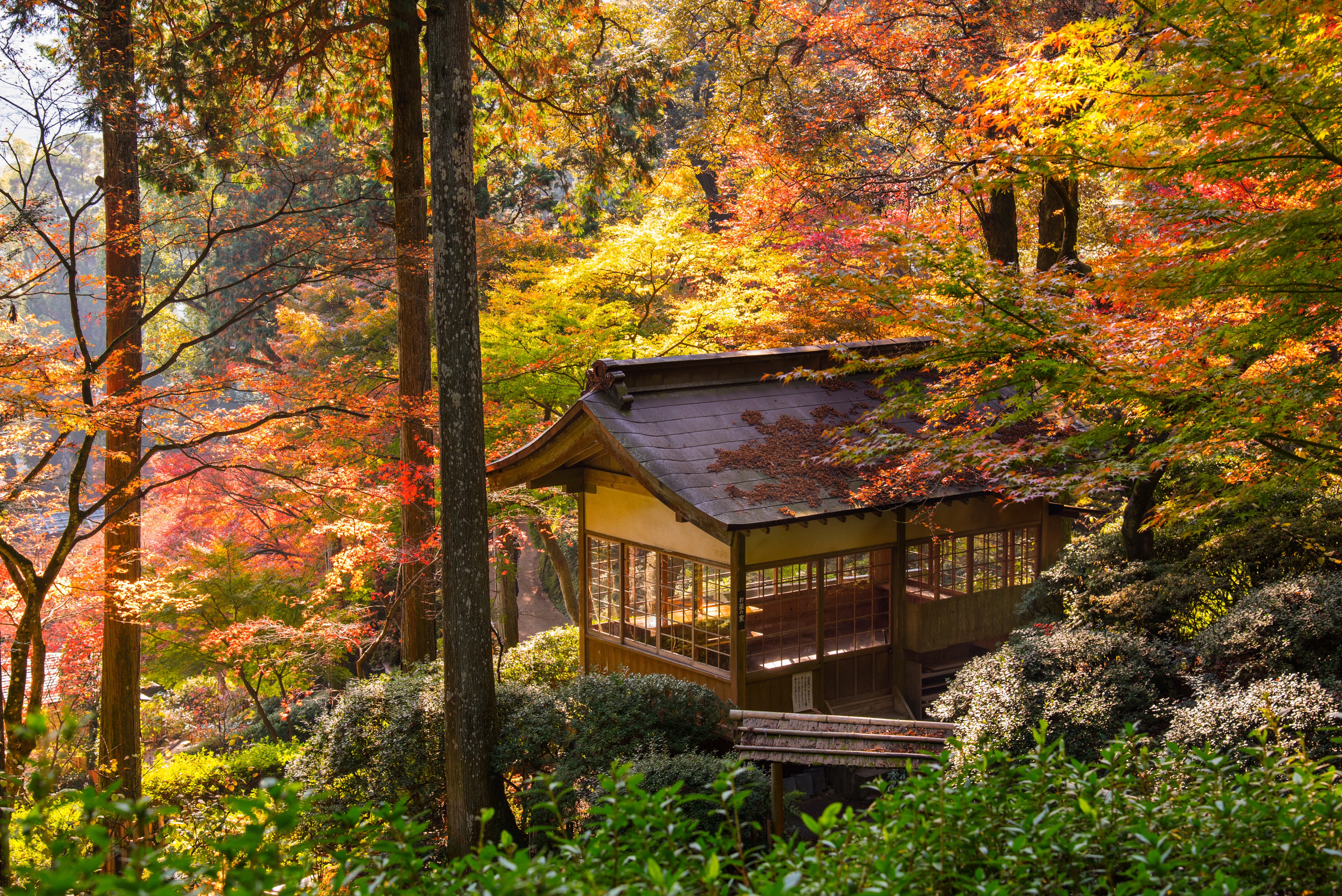 An autumnal view of a Japanese pagoda immersed in leafs ranging from green to orange and red.