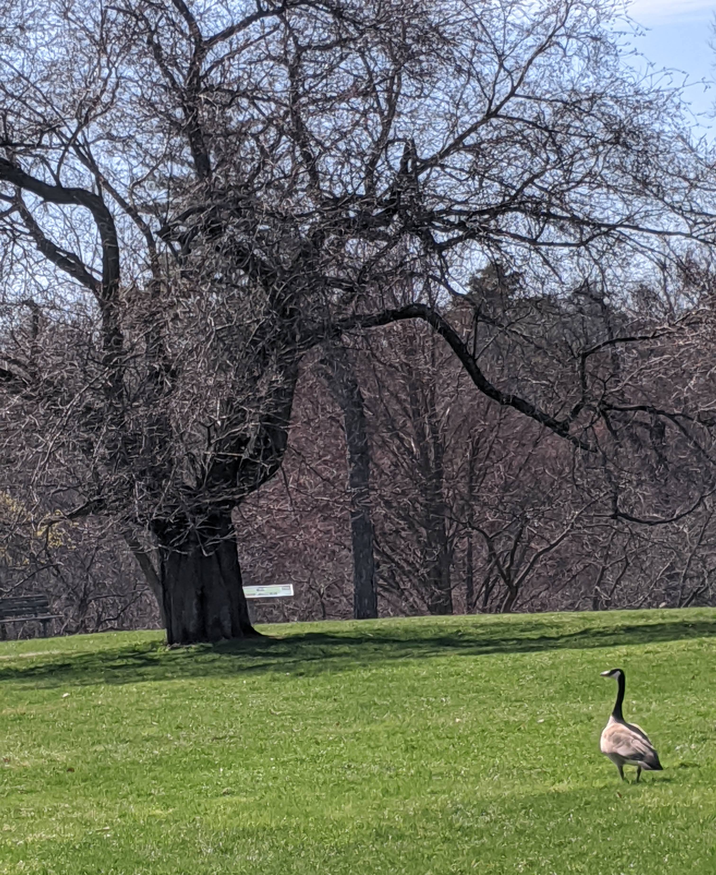A Canada goose takes a stroll through the Royal Botanical Gardens shortly before totality on April 8, 2024