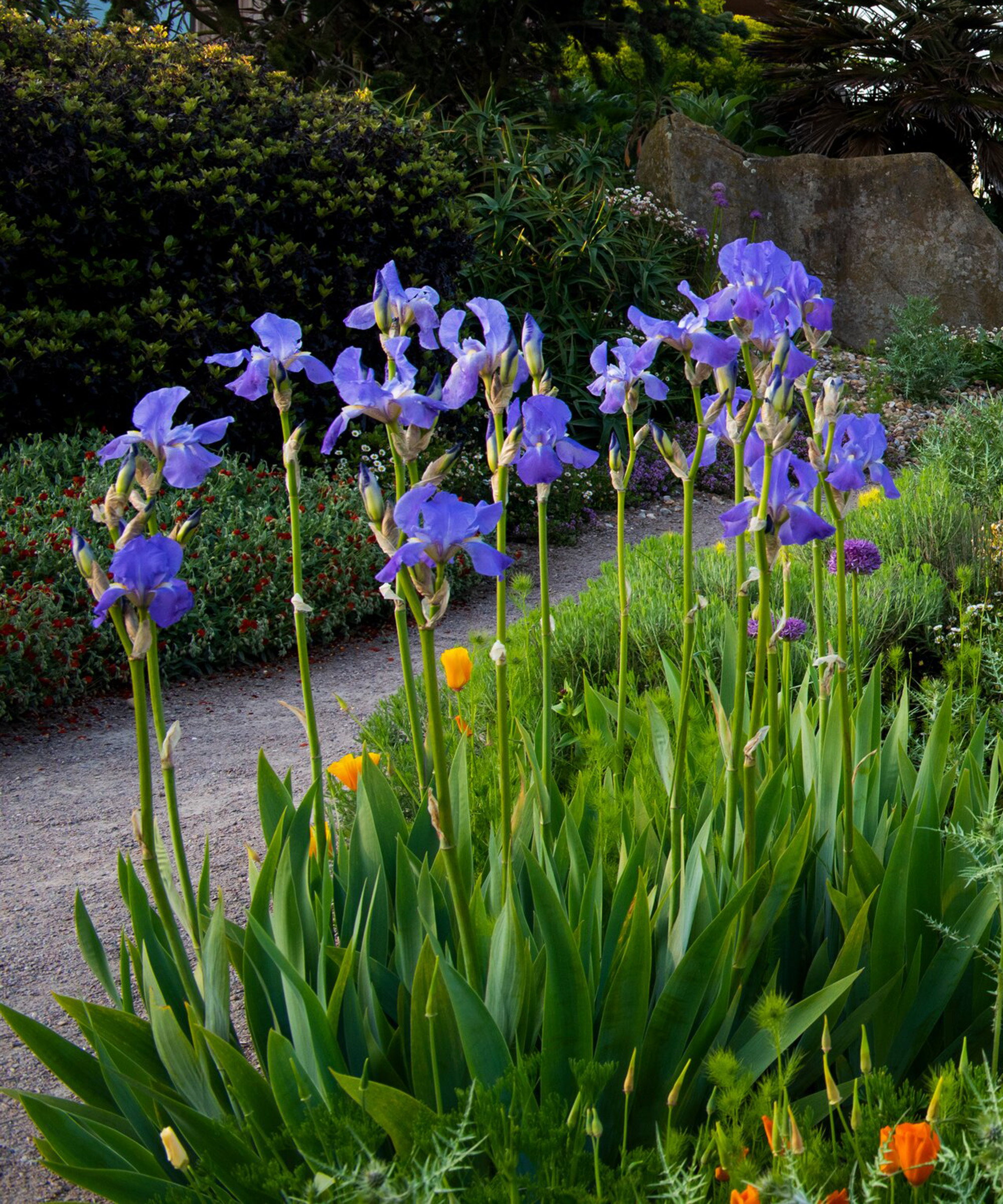 iris pallida subsp. pallida at Dry Garden, RHS Garden Hyde Hall